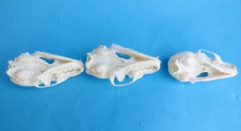 American Pine Marten Skulls <font color=red> Wholesale</font> 2-3/4 to 3-1/2 inches - 4 @ $22.50 each; 6 @ $20 each