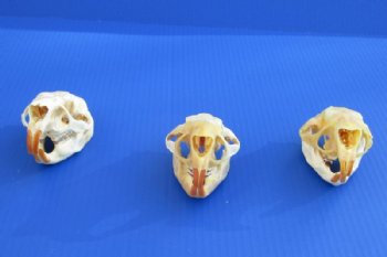 North American Porcupine Skulls <font color=red> Wholesale</font> - 3 @ $40 each; 6 @ $36 each