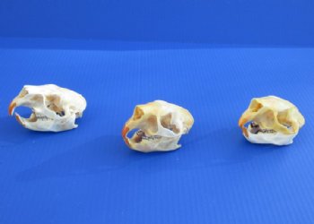 North American Porcupine Skulls <font color=red> Wholesale</font> - 3 @ $40 each; 6 @ $36 each