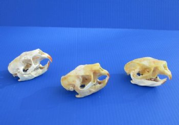 North American Porcupine Skulls <font color=red> Wholesale</font> - 3 @ $40 each; 6 @ $36 each