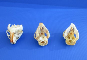 North American Porcupine Skulls <font color=red> Wholesale</font> - 3 @ $40 each; 6 @ $36 each