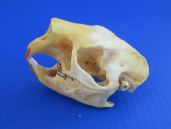 Authentic North American Porcupine Skull - Buy a Similar One for $49.99