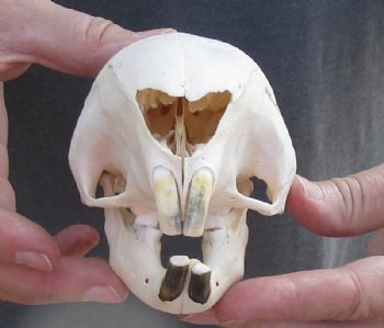 5 to 6 inches African Cape Crested Porcupine Skulls <font color=red> Wholesale</font> - 2 @ $75.00 each