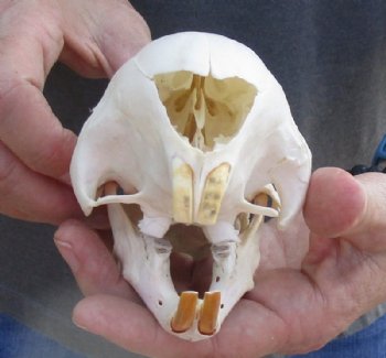 5 to 6 inches African Cape Crested Porcupine Skulls <font color=red> Wholesale</font> - 2 @ $75.00 each