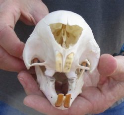 5 to 6 inches African Cape Crested Porcupine Skull for Sale - $84.99