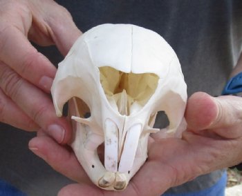 5 to 6 inches African Cape Crested Porcupine Skulls <font color=red> Wholesale</font> - 2 @ $75.00 each