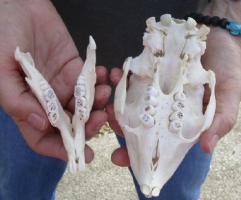 5 to 6 inches African Cape Crested Porcupine Skulls <font color=red> Wholesale</font> - 2 @ $75.00 each