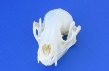 4 to 4-1/2 inches Authentic Raccoon Skulls <font color=red>Wholesale Grade A Beetle Cleaned</font> - 4 @ $30 each