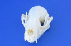 4 to 4-1/2 inches Authentic Raccoon Skulls <font color=red>Wholesale Grade A Beetle Cleaned</font> - 4 @ $30 each