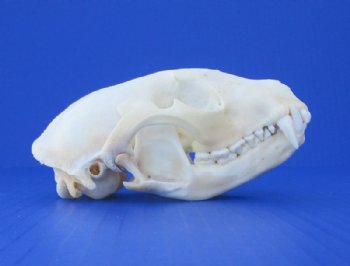 4 to 4-1/2 inches Authentic Raccoon Skulls <font color=red>Wholesale Grade A Beetle Cleaned</font> - 4 @ $30 each