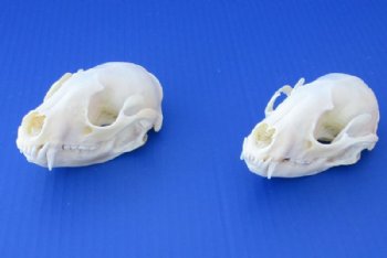 4 to 4-1/2 inches Authentic Raccoon Skulls <font color=red>Wholesale Grade A Beetle Cleaned</font> - 4 @ $30 each