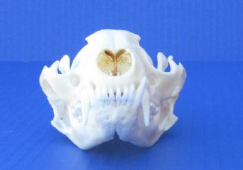 4 to 4-1/2 inches Authentic Raccoon Skulls <font color=red>Wholesale Grade A Beetle Cleaned</font> - 4 @ $30 each