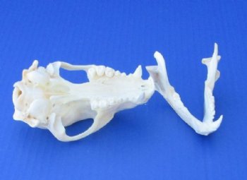 4 to 4-1/2 inches Authentic Raccoon Skulls <font color=red>Wholesale Grade A Beetle Cleaned</font> - 4 @ $30 each