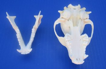 4 to 4-1/2 inches Authentic Raccoon Skulls <font color=red>Wholesale Grade A Beetle Cleaned</font> - 4 @ $30 each