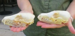 Real Red Fox Skulls...