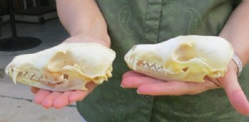 Real Red Fox Skull for Sale - $49.99 each