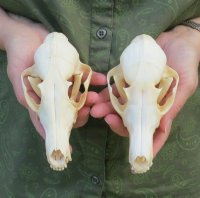 Real Red Fox Skulls <font color=red> Wholesale</font> - 3 @ $40 each; 4 @ $36 each