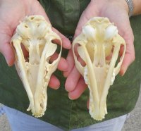 Real Red Fox Skulls <font color=red> Wholesale</font> - 3 @ $40 each; 4 @ $36 each