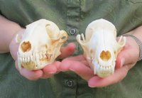 Real Red Fox Skull for Sale - $47.99 each