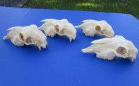 Indian Domesticated Sheep Skulls<font color=red> Wholesale</font> - 5 @ $40.00 each <font color=red> SALE $26.00 EACH</font>