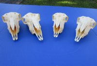 Indian Domesticated Sheep Skulls<font color=red> Wholesale</font> - 5 @ $40.00 each <font color=red> SALE $26.00 EACH</font>