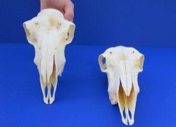 Indian Domesticated Sheep Skulls<font color=red> Wholesale</font> - 5 @ $40.00 each <font color=red> SALE $26.00 EACH</font>