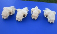 Indian Domesticated Sheep Skulls<font color=red> Wholesale</font> - 5 @ $40.00 each <font color=red> SALE $26.00 EACH</font>