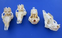 Indian Domesticated Sheep Skulls<font color=red> Wholesale</font> - 5 @ $40.00 each <font color=red> SALE $26.00 EACH</font>