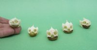 Wholesale River Cooter Turtle Skulls for Sale in Bulk - Pack of 9 @ $10.80 each