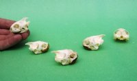 Wholesale River Cooter Turtle Skulls for Sale in Bulk - Pack of 9 @ $10.80 each