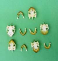 Wholesale River Cooter Turtle Skulls for Sale in Bulk - Pack of 9 @ $10.80 each