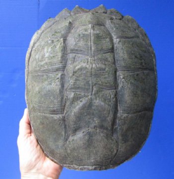 Common Snapping Turtle Shell - Real Turtle Shell