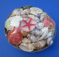 10 inches Round Large Basket of Assorted Seashells for Sale (3 pounds of shells) - 3 @ $4.65 each