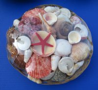 10 inches Large Basket of Seashells (3 pounds of shells per basket) - Case of 12 @ $3.90 each; 