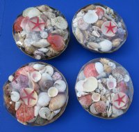 10 inches Large Basket of Seashells (3 pounds of shells per basket) - Case of 12 @ $3.90 each; 