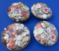 10 inches Round Large Basket of Assorted Seashells for Sale (3 pounds of shells) - 3 @ $4.65 each