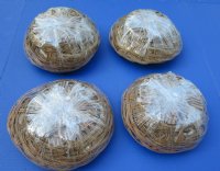 10 inches Large Basket of Seashells (3 pounds of shells per basket) - Case of 12 @ $3.90 each; 