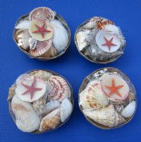 6 inches Round Seashell Basket of Assorted Shells - Case of 36 @ $1.50 each;