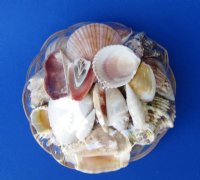 6 inches Round Rattan Basket of Assorted Seashells - 6 @ $2.00 each; 10 @ $1.85 each