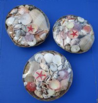 12 inches Extra Large Round Basket of Seashells for Sale (4-1/2 pounds of shells in each basket) - Case of 6 @ $5.05 each; 