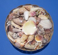 12 inches Extra Large Round Basket of Seashells for Sale (4-1/2 pounds of shells in each basket) - Case of 6 @ $5.05 each; 