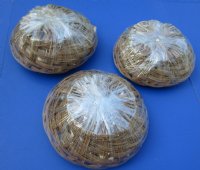 12 inches Extra Large Round Basket of  Seashells (Over 4.25 pounds per basket) - Pack of 1 @ $6.50 each; Pack of 2 @ $6.00 each