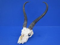 Wholesale <font color=red> Badly Damaged</font> Male Springbok Skulls with Horns for Sale - Pack of 3 @ $40.00 each; Pack of 5 @ $35.00 each