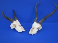 Wholesale <font color=red> Badly Damaged</font> Male Springbok Skulls with Horns for Sale - Pack of 3 @ $40.00 each; Pack of 5 @ $35.00 each