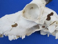 Wholesale <font color=red> Badly Damaged</font> Male Springbok Skulls with Horns for Sale - Pack of 3 @ $40.00 each; Pack of 5 @ $35.00 each