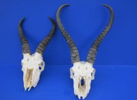 Wholesale <font color=red> Badly Damaged</font> Male Springbok Skulls with Horns for Sale - Pack of 3 @ $40.00 each; Pack of 5 @ $35.00 each