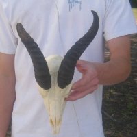 Wholesale <font color=red> Badly Damaged</font> Male Springbok Skulls with Horns for Sale - Pack of 3 @ $40.00 each; Pack of 5 @ $35.00 each