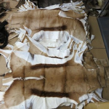 Springbok Skin, Springbok Hide for Sale, Grade B - $61.99 each