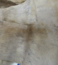 Springbok Skin, Springbok Hide for Sale, Grade B - $61.99 each