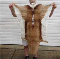 Springbok Skin, Springbok Hide for Sale, Grade B - $61.99 each